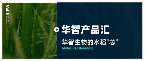 華智產品匯 技術先行，以生物技術驅動水稻育種創(chuàng)新